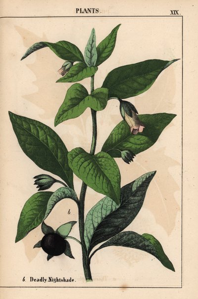 Dødelig nattskygge   , fra "The Instructive Picturebook, or Lessons from the Vegetable World," [Charlotte Mary Yonge], Edinburgh av English School