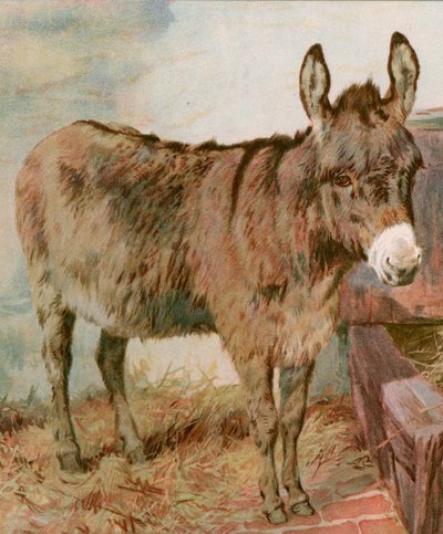 Kjære gamle Neddy av English School
