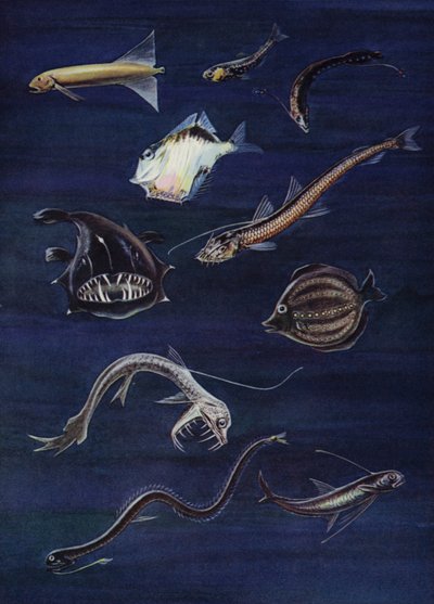 Dyphavsfisk (farge litho) av English School