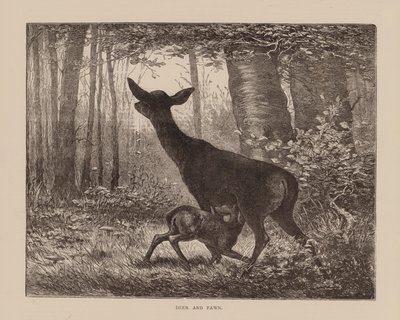 Hjort og rådyr (gravering) av English School