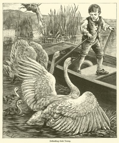 Defending their Young (gravering) av English School