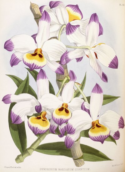 Dendrobium Wardianum Giganteum, 1824-1890 av English School