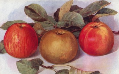 Dessertepler (farge litho) av English School