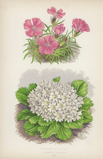Dianthus Glacialis; Primula Nivalis (farge litho) av English School