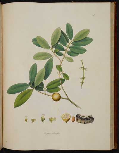 Diospyros melanoxylon, fra 'Plants of the Coast of Coromandel' av English School