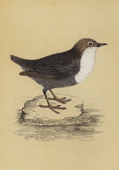 Dipper (fargelitografi) av English School