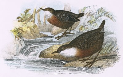 Dipper av English School