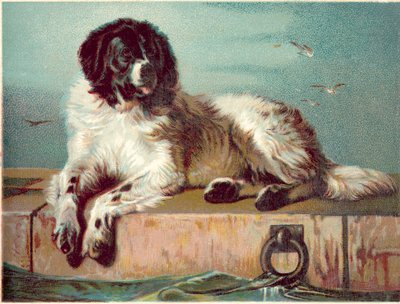 Hund som sitter på kanten av havet (chromolitho) av English School