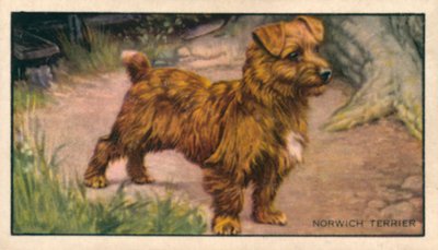 Hunder: Norwich Terrier (fargelitografi) av English School