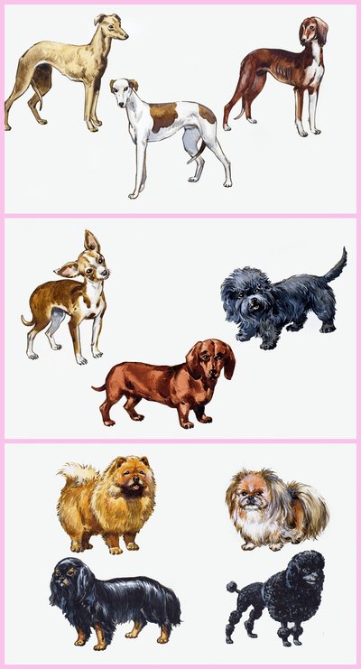 Hundemontasje av English School