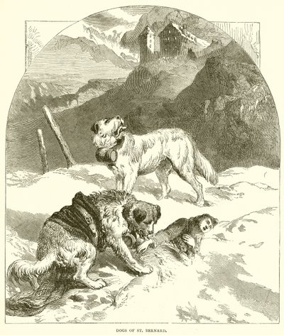 St. Bernards hunder av English School