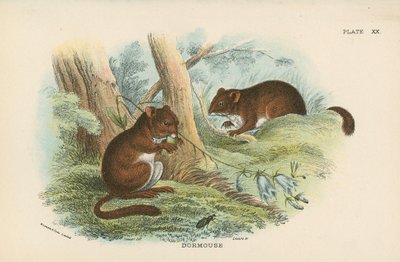 Dormus av English School