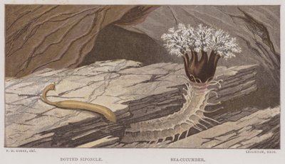 Stikket siponkel, sjøagurk (farge litho) av English School