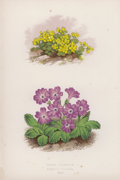 Draba Glacialis; Primula Viscosa (farge litho) av English School