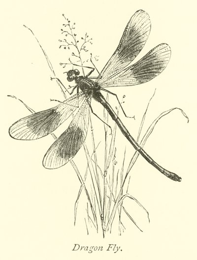 Dragon Fly av English School