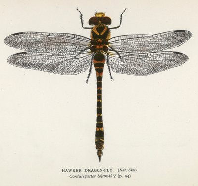 Øyenstikkere: Hawker Dragon-Fly (fargelitografi) av English School