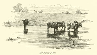 Drikkested av English School