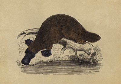 Ande-nebb platypus (fargelitografi) av English School
