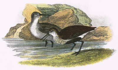 Dunlin av English School