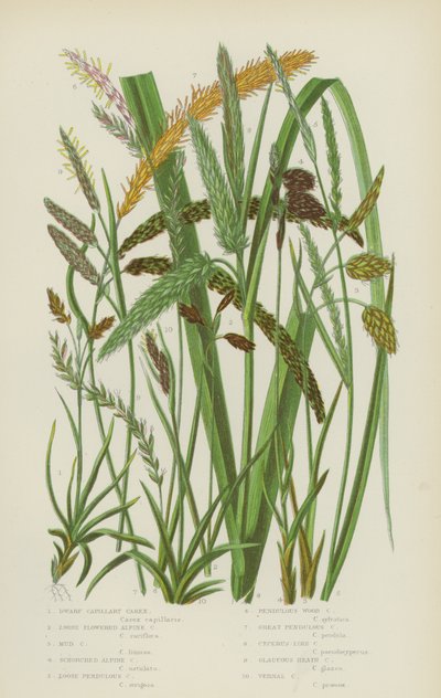 Dvergkapillær-Carex, Løsblomstret Alpin-Carex, Gjørme-Carex, Svidd Alpin-Carex … (fargelitografi) av English School