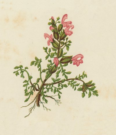 Dvergrød rangle, Pedicularis Sylvatica (fargelitografi) av English School