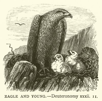 Ørn og unge, 5 Mosebok, xxxii av English School