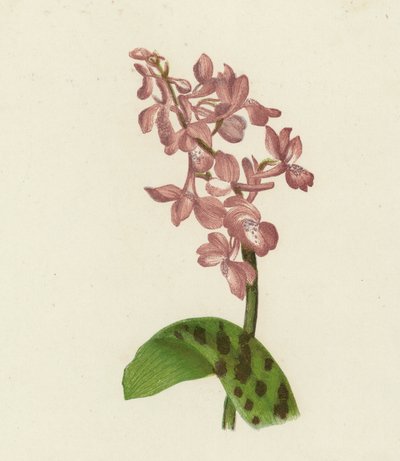 Tidlig lilla orkidé, Orchis mascula (fargelitografi) av English School
