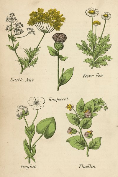 Jordnøtt, Feberfeber, Knapweed, Froskbitt, Fluellin (fargelitografi) av English School
