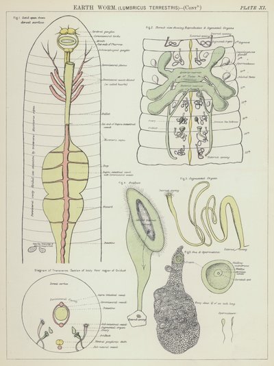 Meitemark, Lumbricus Terrestris (fargelitografi) av English School