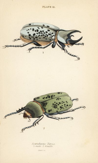 Østlig Hercules bille, Dynastes tityus, hann 1, hunn 2 av English School
