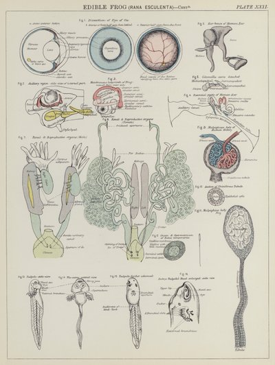 Spiselig frosk, Rana Esculenta (farge litho) av English School