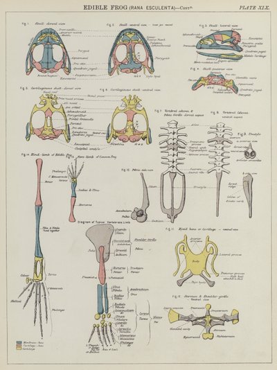 Spiselig frosk, Rana Esculenta (farge litho) av English School