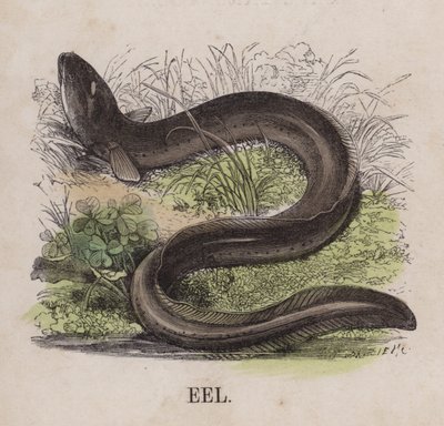 Ål (farget gravering) av English School