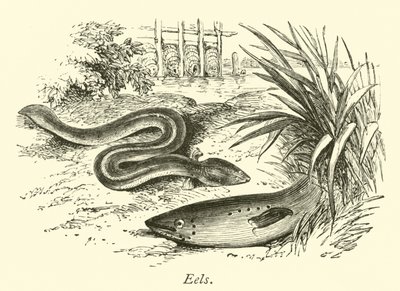 Aale von English School