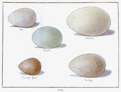 Egg (fargelitografi) av English School