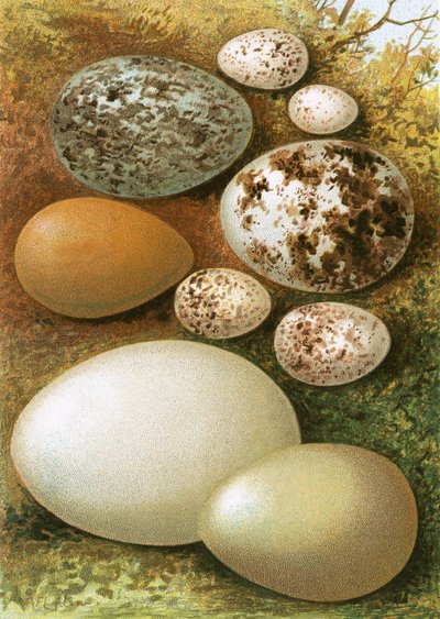 Egg av English School