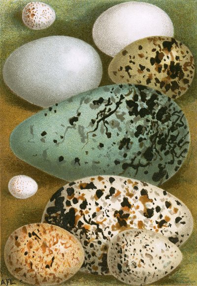 Egg av English School
