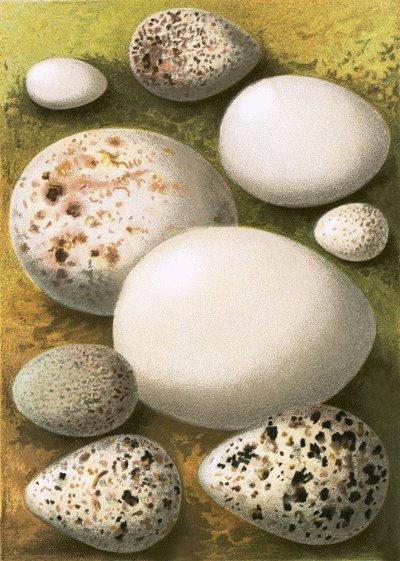 Egg av English School
