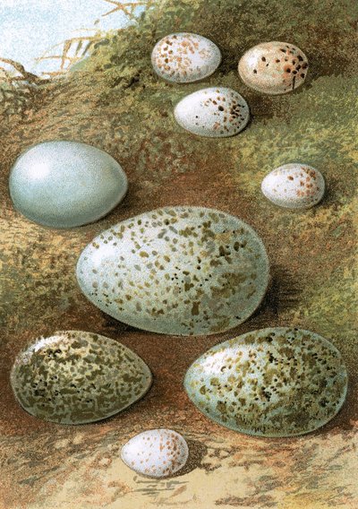 Egg av English School