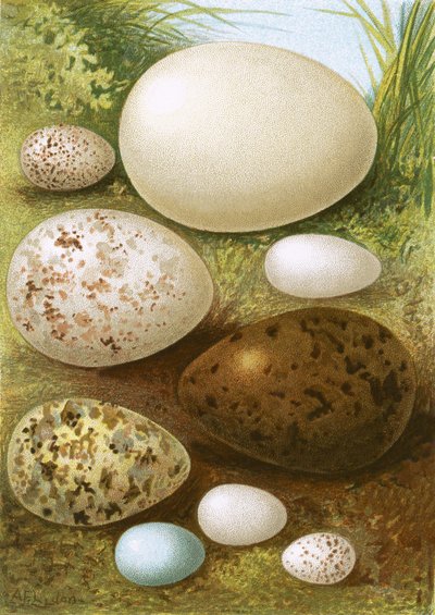 Eier von English School