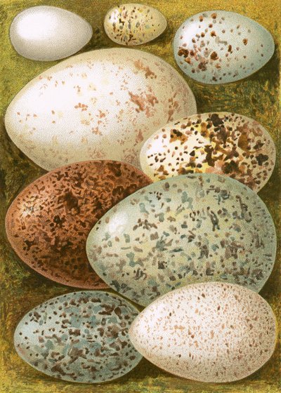Egg av English School