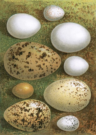 Egg av English School