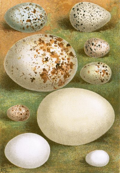 Egg av English School