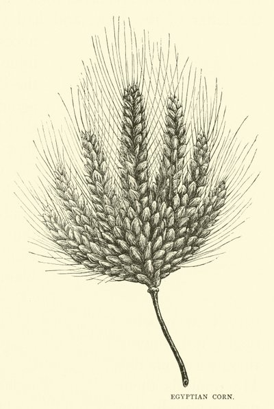 Ägyptischer Mais von English School