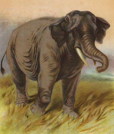 Elefant (fargelitografi) av English School
