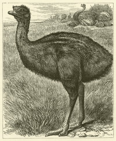 Emu (gravering) av English School