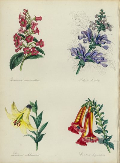 Engelsk blomsterhage: Escallonia macrantha, Salvia bicolar, Lilium colchicum, Cantua dependens (farge litho) av English School