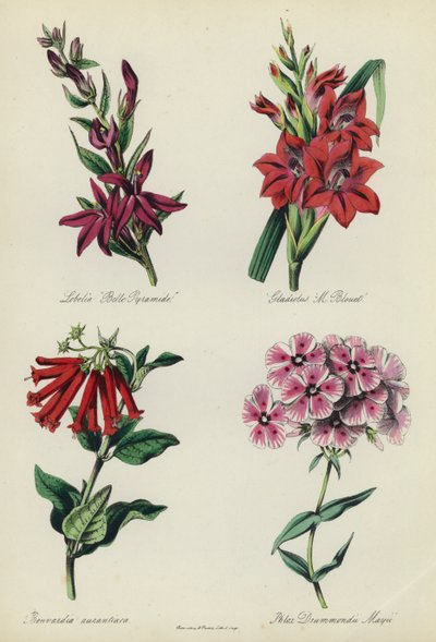 Engelsk blomsterhage: Lobelia "Belle Pyramide", Gladiolus "M Blouet", Bouvardia aurantiaca, Phlox Drummondii Mayii av English School