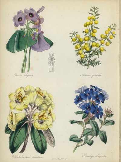 Engelsk blomsterhage: Oxalis elegans, Acacia grandis, Rhododendron lanatum, Plumbago Larpentae (farge litho) av English School