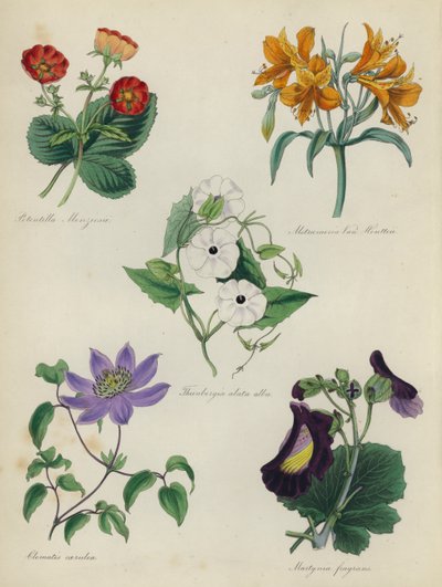 Engelsk blomsterhage: Potentilla Menziesii, Alstraemeria Van Houtteii, Thunbergia alata alba, Clematis blue, Martynia fragrans av English School